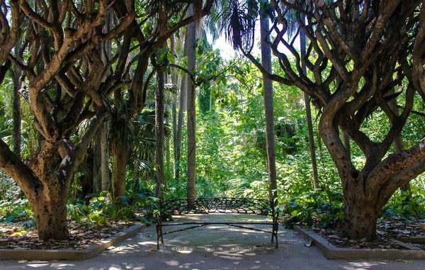 Alger : Le Jardin d'Essai du Hamma, oasis de verdure au cœur de la capitale